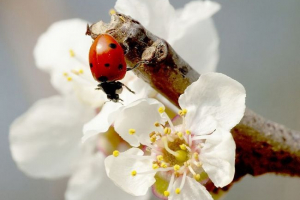 Ladybug: dar nebo Ladybug: dar nebo